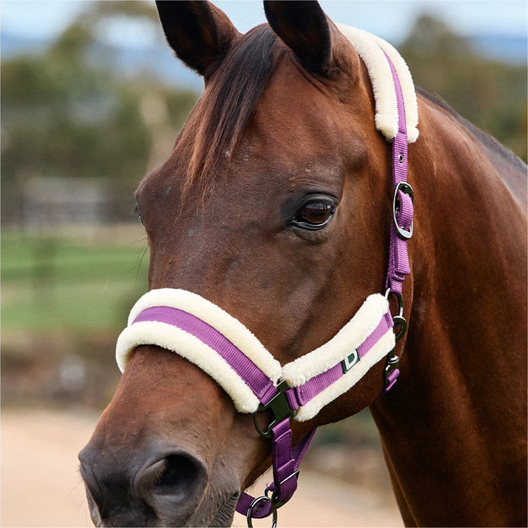 2026 Dublin Soft Fit Headcollar 1031034 - Dark Purple